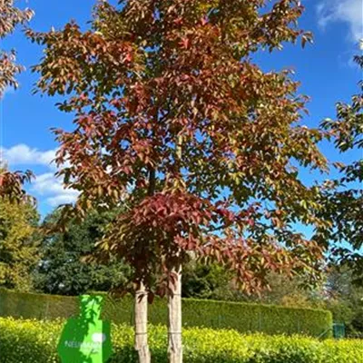 Sol Baum mehrst 6xv mDb 200-300 x 600- 700 - Chinesischer Tupelobaum - Nyssa sinensis - Collection