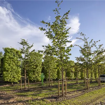 Sol Baum 4xv mDb 100-150 x 400-500 25- 30 - Eisenbaum - Parrotia persica - Collection