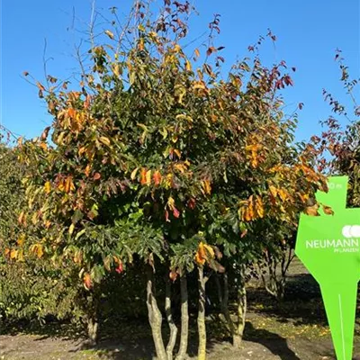 Schirm 5xv mDb 150-200 x 300- 350 - Eisenbaum - Parrotia persica - Collection