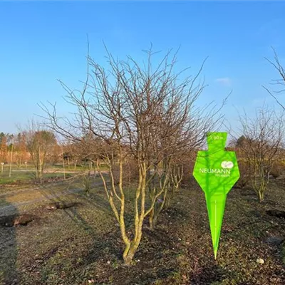 Schirm 5xv mDb 150-200 x 300- 350 - Eisenbaum - Parrotia persica - Collection