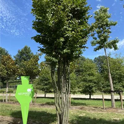 Schirm 5xv mDb 150-200 x 400- 450 - Eisenbaum - Parrotia persica - Collection