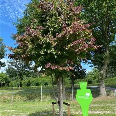 Schirm 5xv mDb 150-200 x 400- 450 - Eisenbaum - Parrotia persica - Collection