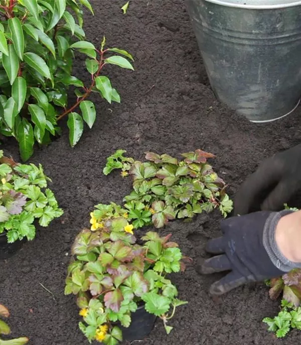 Golderdbeere - Einpflanzen im Garten