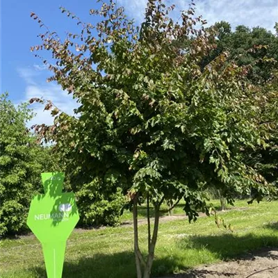 Schirm 6xv mDb 200-300 x 350- 400 - Eisenbaum - Parrotia persica - Collection