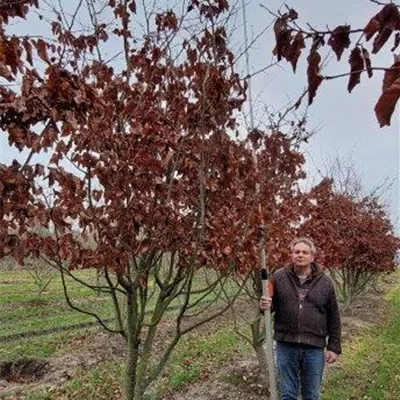 Schirm 6xv mDb 200-300 x 400- 450 - Eisenbaum - Parrotia persica - Collection