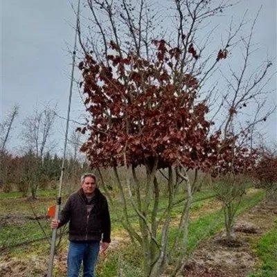 Schirm 6xv mDb 200-300 x 400- 450 - Eisenbaum - Parrotia persica - Collection