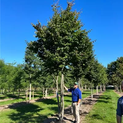 Schirm 6xv mDb 200-300 x 450- 500 - Eisenbaum - Parrotia persica - Collection