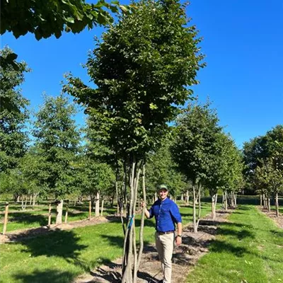 Schirm 6xv mDb 200-300 x 450- 500 - Eisenbaum - Parrotia persica - Collection