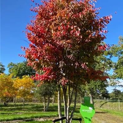 Schirm 6xv mDb 200-300 x 450- 500 - Eisenbaum - Parrotia persica - Collection