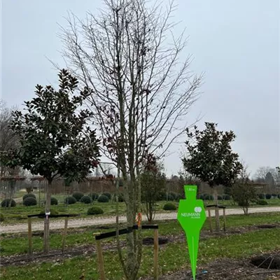 Schirm 6xv mDb 200-300 x 450- 500 - Eisenbaum - Parrotia persica - Collection