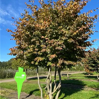 Schirm 7xv mDb 300-400 x 450- 500 - Eisenbaum - Parrotia persica - Collection