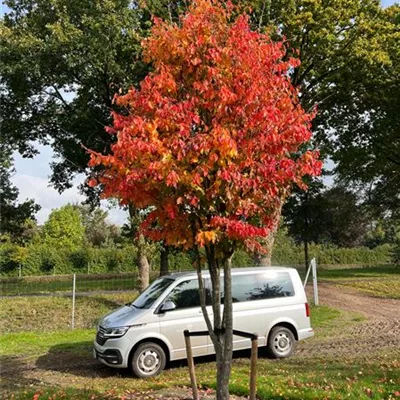 Schirm 6xv mDb 200-300 x 500- 600 - Eisenbaum - Parrotia persica - Collection