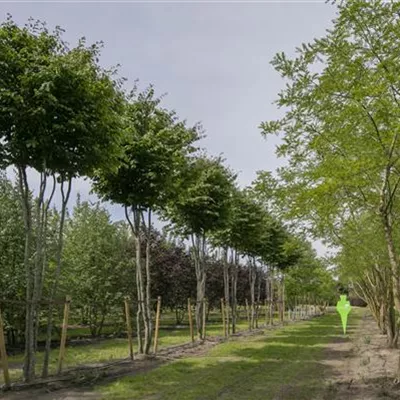 Schirm 7xv mDb 300-400 x 600- 700 - Eisenbaum - Parrotia persica - Collection