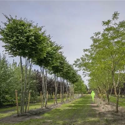 Schirm 7xv mDb 300-400 x 600- 700 - Eisenbaum - Parrotia persica - Collection