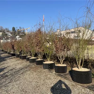 Schirm 4xv mDb 150-200 x 200- 250 - Eisenbaum - Parrotia persica - Collection