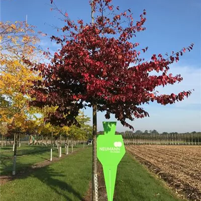 Sol Baum 5xv mDb 150-200 x 400-500 25- 30 - Eisenbaum 'Vanessa' - Parrotia persica 'Vanessa' - Collection