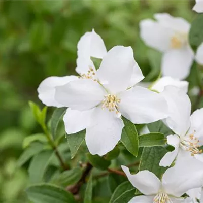 Sol 3xv mB 60- 80 - Gartenjasmin 'Dame Blanche' - Philadelphus 'Dame Blanche' - Collection