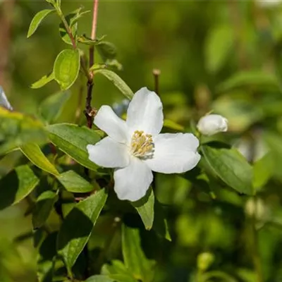 Sol 3xv mB 80- 100 - Gartenjasmin 'Manteau d'Hermine' - Philadelphus 'Manteau d'Hermine' - Collection