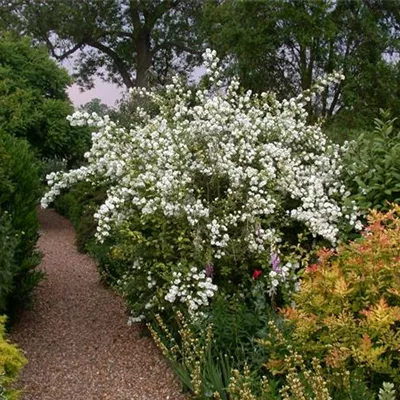 Sol 3xv mB 80- 100 - Gefüllter Gartenjasmin - Philadelphus 'Virginal' - Collection