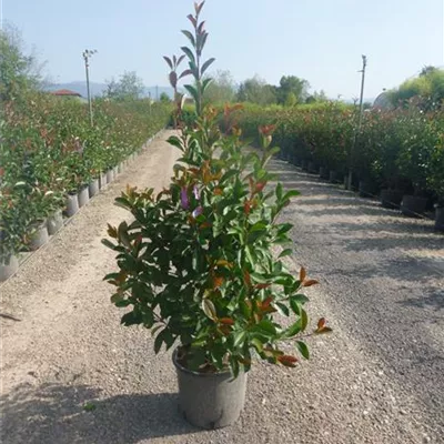 C15/ 100- 125 - Glanzmispel 'Red Robin' - Photinia fraseri 'Red Robin' - Collection