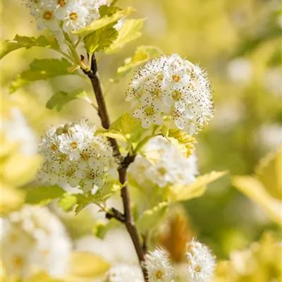 C 7,5 80- 100 - Blasenspiere 'Dart's Gold' - Physocarpus opulifolius 'Dart's Gold' - Collection