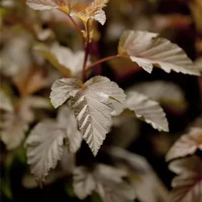 C 7,5 80- 100 - Fasanenspiere 'Lady in Red' -R- - Physocarpus opulifolius 'Lady in Red' -R- - Collection