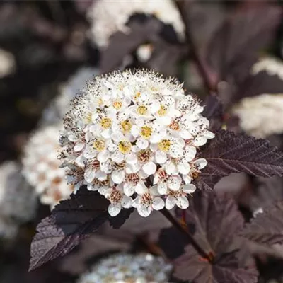 C 7,5 80- 100 - Fasanenspiere 'Summer Wine' -R- - Physocarpus opulifolius 'Summer Wine' -R- - Collection