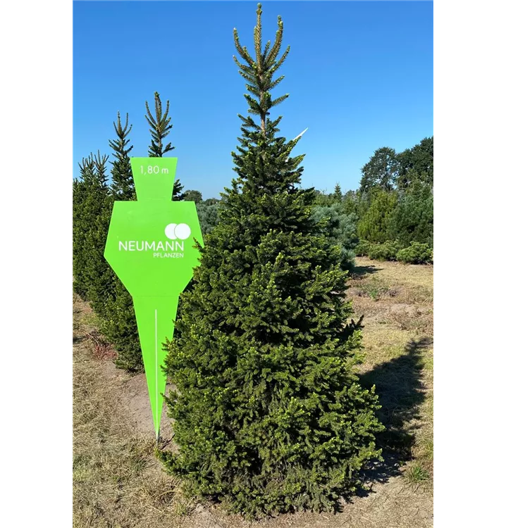 Fichte 'Will's Zwerg' - Picea abies 'Will's Zwerg' - Collection