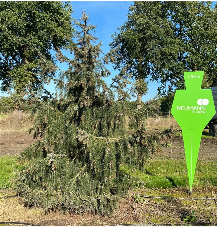 Mähnenfichte - Picea breweriana - Collection