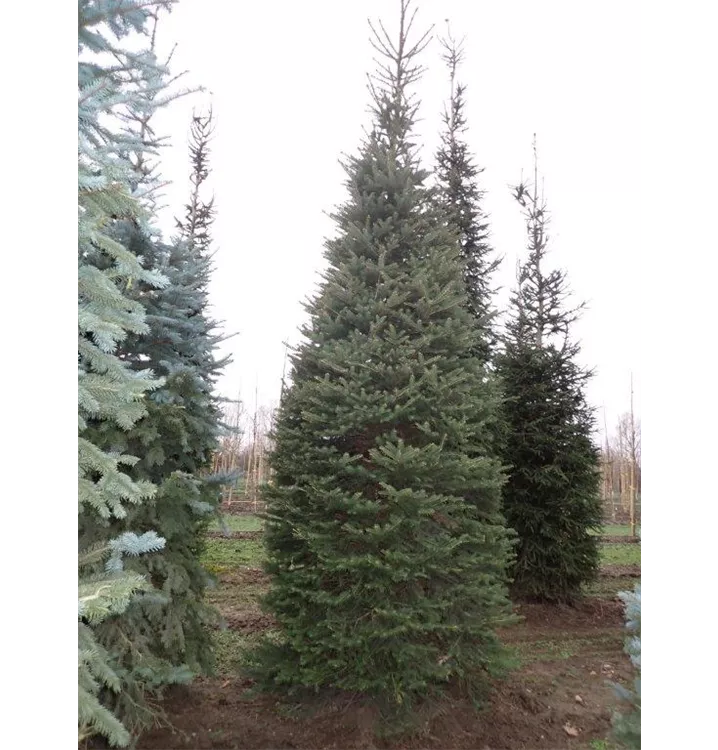 Stechfichte - Picea pungens - Collection