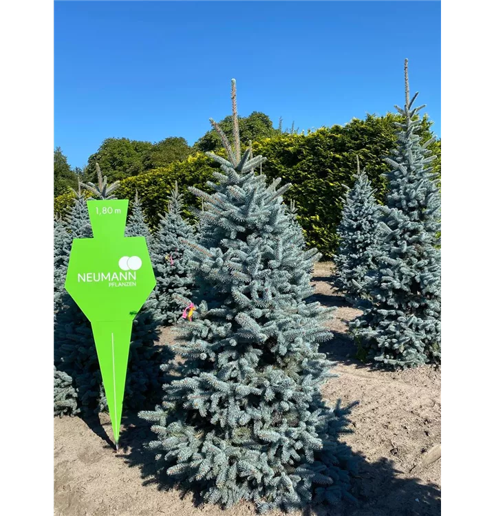 Blaue Stechfichte - Picea pungens glauca - Collection