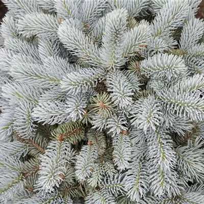 Sol 5xv mDb 60- 70 - Kleine Blaufichte - Picea pungens 'Glauca Globosa' - Collection