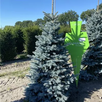 Sol 5xv mDb 175- 200 - Silberfichte 'Hoopsii' - Picea pungens 'Hoopsii' - Collection