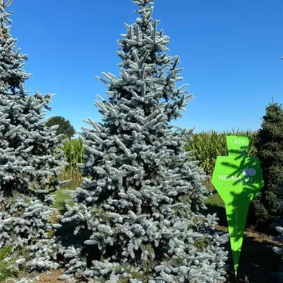 Sol 6xv mDb 350- 400 - Silberfichte 'Hoopsii' - Picea pungens 'Hoopsii' - Collection