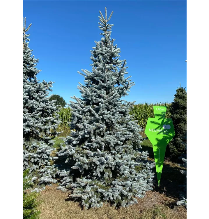 Silberfichte 'Hoopsii' - Picea pungens 'Hoopsii' - Collection