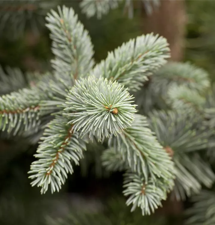 Blaufichte 'Koster' - Picea pungens 'Koster' - Collection