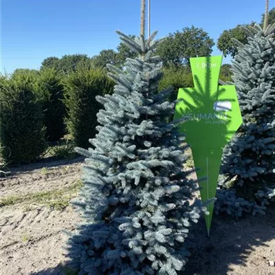 Sol 5xv mDb 150- 175 - Stechfichte 'Oldenburg' -R- - Picea pungens 'Oldenburg' -R- - Collection