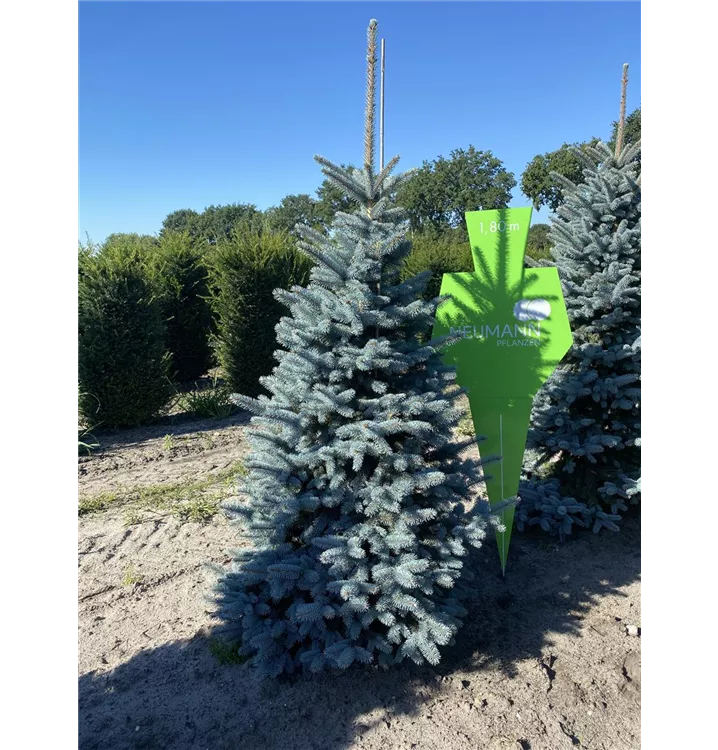 Stechfichte 'Oldenburg' -R- - Picea pungens 'Oldenburg' -R- - Collection