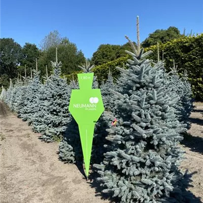 Sol 5xv mDb 225- 250 - Stechfichte 'Oldenburg' -R- - Picea pungens 'Oldenburg' -R- - Collection