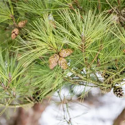 Schirm 7xv mDb 150-200 x 150- 175 - Zwerg-Strauchkiefer - Pinus densiflora 'Pumila' - Collection