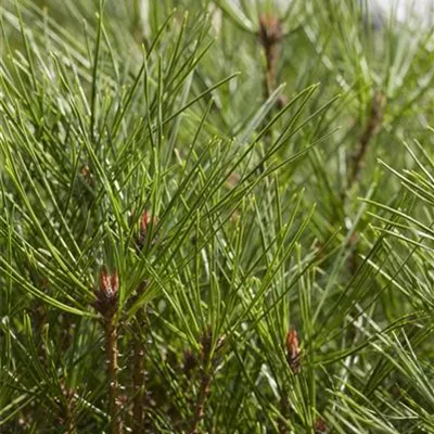 Schirm C 500 175-200 x 175- 200 - Japan.Strauchkiefer 'Umbraculifera' - Pinus densiflora 'Umbraculifera' - Collection