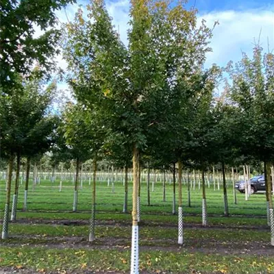 Sol Baum 4xv mDb 150-200 x 400-500 20- 25 - Feldahorn - Acer campestre - Collection