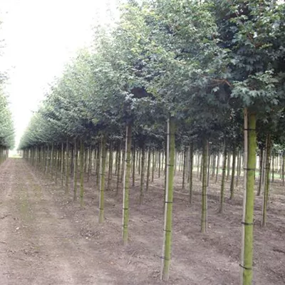 Sol Baum 4xv mDb 150-200 x 400-500 25- 30 - Feldahorn - Acer campestre - Collection