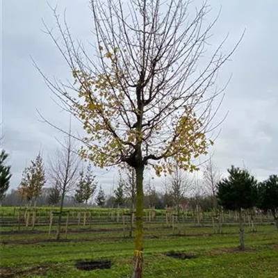 Sol Baum 5xv mDb 200-300 x 500-700 30- 35 - Feldahorn - Acer campestre - Collection