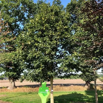 Sol Baum 6xv mDb 300-400 x 500-700 40- 45 - Feldahorn - Acer campestre - Collection