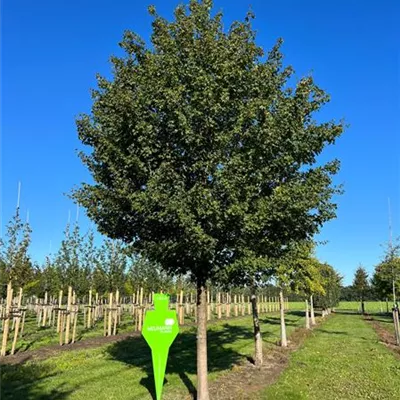 Sol Baum 6xv mDb 300-400 x 500-700 50- 60 - Feldahorn - Acer campestre - Collection