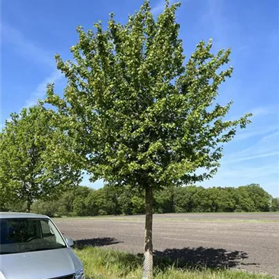 Sol Baum 7xv mDb 300-400 x 700-900 50- 60 - Feldahorn - Acer campestre - Collection