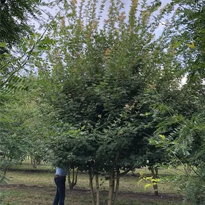 Sol Baum mehrst 6xv mDb 200-300 x 400- 500 - Feldahorn - Acer campestre - Collection