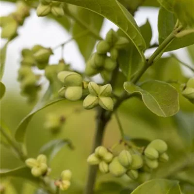 Container 60 - 70 - Spindelstrauch - Euonymus planipes