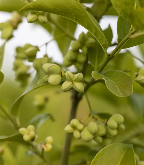 Euonymus planipes